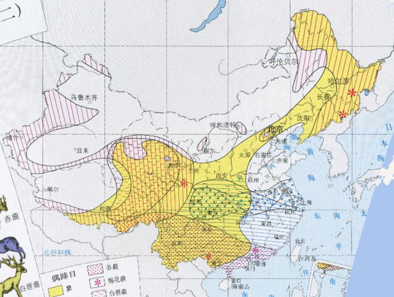 Online map of Chinese specialty animal (Artiodactyla)